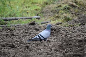 Pombo
