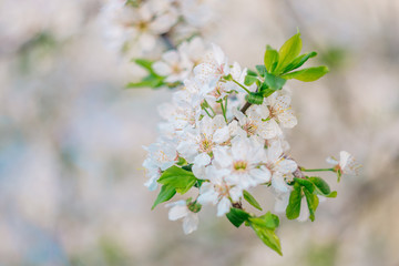 Spring flowering trees