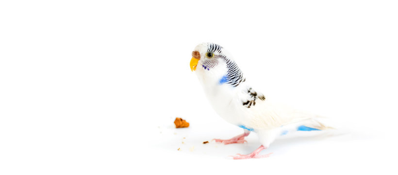 Budgie on a white background next to grains and nuts.Banner for your store or veterinary clinic.Food, care and health of Pets, birds