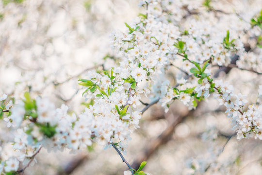 Spring flowering trees © annmirren