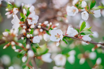 Spring flowering trees