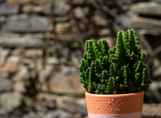 Beautiful wet cactus in a pot in sunny day outdoors