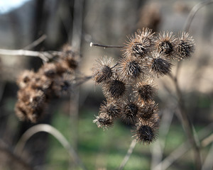 Dry burrs in a field