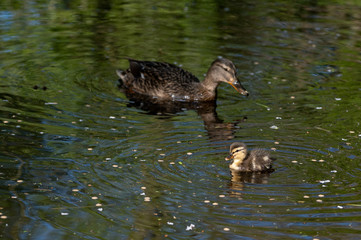 Mallard ducklings swimming on a lake in April sunshine
