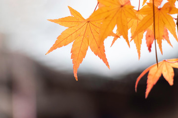 紅葉の葉、お寺を背景に黄色く色づく