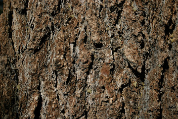 Bark texture