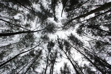 Shadows of Tree through forest before rain comes 
