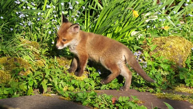 A baby fox cub eating wild flowers in British garden during spring