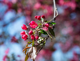 Branch with red spring flowers on sunny day