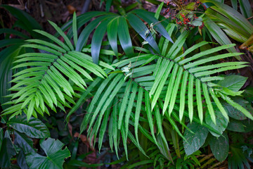 Green large leaves of plants in the jungle of Thailand on Koh Samui. Natural background.