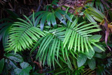Green large leaves of plants in the jungle of Thailand on Koh Samui. Natural background.