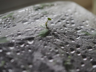 the plant has sprouted through the polyethylene package. Concept of force of nature, the power of...