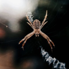 Close up view of a gardensafari spider on a web
