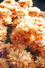 orange chrysanthemum flower