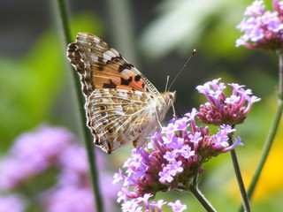 Distelfalter