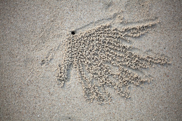 Natural background. Traces of a small crab that dug a house for himself; having rolled balls of sand.