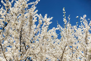 Blooming spring trees against a dark blue sky. Lush white branches of a cherry tree. Colorful picture of the spring season.