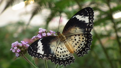 Schmetterling Cethosia cyane 