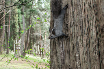 Squirrel asks for food in the park. Tamed squirrel in the park not afraid of people.
