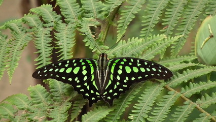 Geschweifter Eichelhäher © Leister