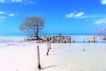 beach and trees