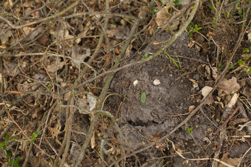 Forest monster, face from the ground and dried leaves all around and germinating spring grass. Eyes from pebbles, nose from a green leaf, mouth open.