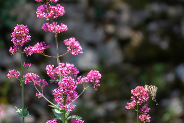 Iphiclides feisthamelii a beautiful butterfly