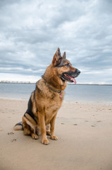 Fototapeta na wymiar dog on the beach