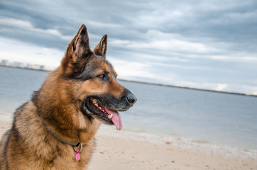 dog on the beach