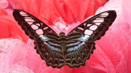 Schmetterling Parhenos sylvia