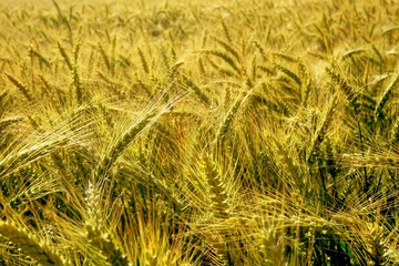 Background of cereal field, close up of cereal field. Tritikale cereal field in summer. Wheat and Rye field in Latvia