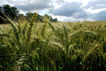 Background of cereal field, close up of cereal field. Tritikale cereal field in summer. Wheat and Rye field in Latvia