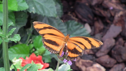 Zebrafalter orange-schwarz gestreift