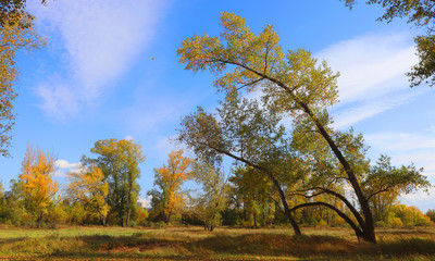 Fototapeta premium Autumn landscape in forest