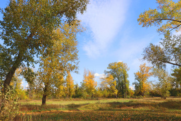Fototapeta premium Autumn landscape in forest