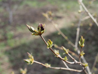 Neutral background of swollen lilac buds in a sunny day. One spring green first sprout.