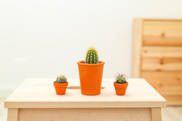 Three cacti on a wooden shelf.  Home gardening. Sustainable life style