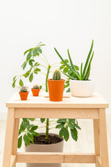 Hauseplant and gardening. Room with plants. Vertical format