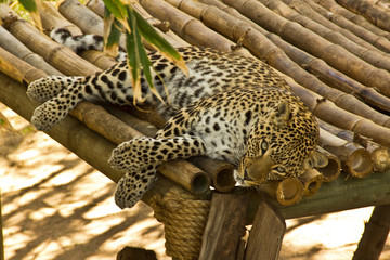 leopard resting on bamboo platform