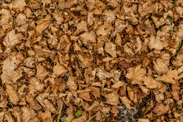autumn brown leaves on the ground top view