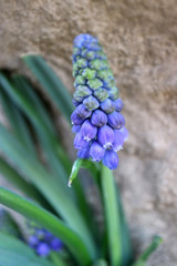 Purple Grape Hyacinth,Muscari With Stone Wall Background