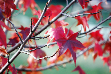 red autumn leaves