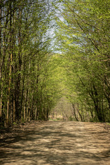 A dirt road through a green deciduous forest in a sunny early spring time. Sunlight is shine through the leaves of the trees under the forest trail
