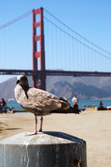 san francisco bird