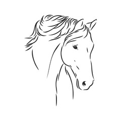 realistic horse portrait vector illustration, horse portrait, horse head, vector illustration