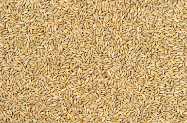 Grains of wheat and wheat spikelets. Top view