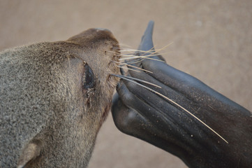 OTARIE DE CAPE CROSS NAMIBIE 