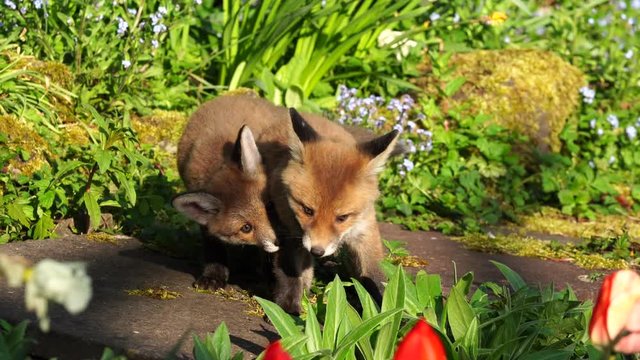 Cute baby fox cubs eating flowers and playing in a garden