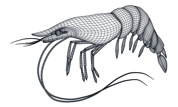 recommend clip art: Shrimp polygonal lines illustration. Abstract vector shrimp on the white background