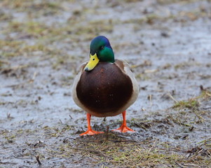 The Drake stands on the wet eternal earth